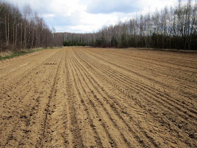 В Дмитровском питомнике начался посев семян ели европейской.