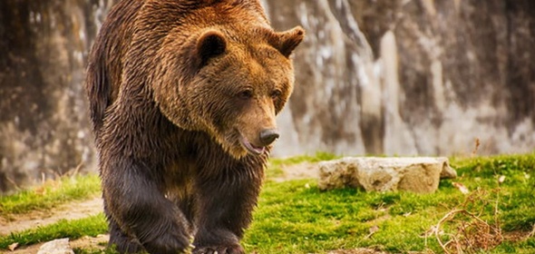 Весной встречи с медведем в Подмосковье опасны